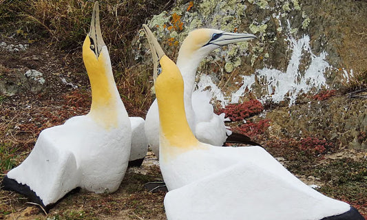 Nigel the Lonely Gannet