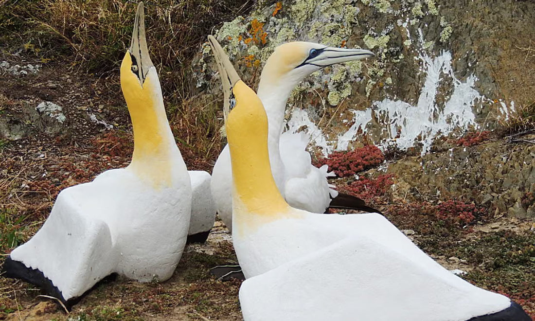 Nigel the Lonely Gannet
