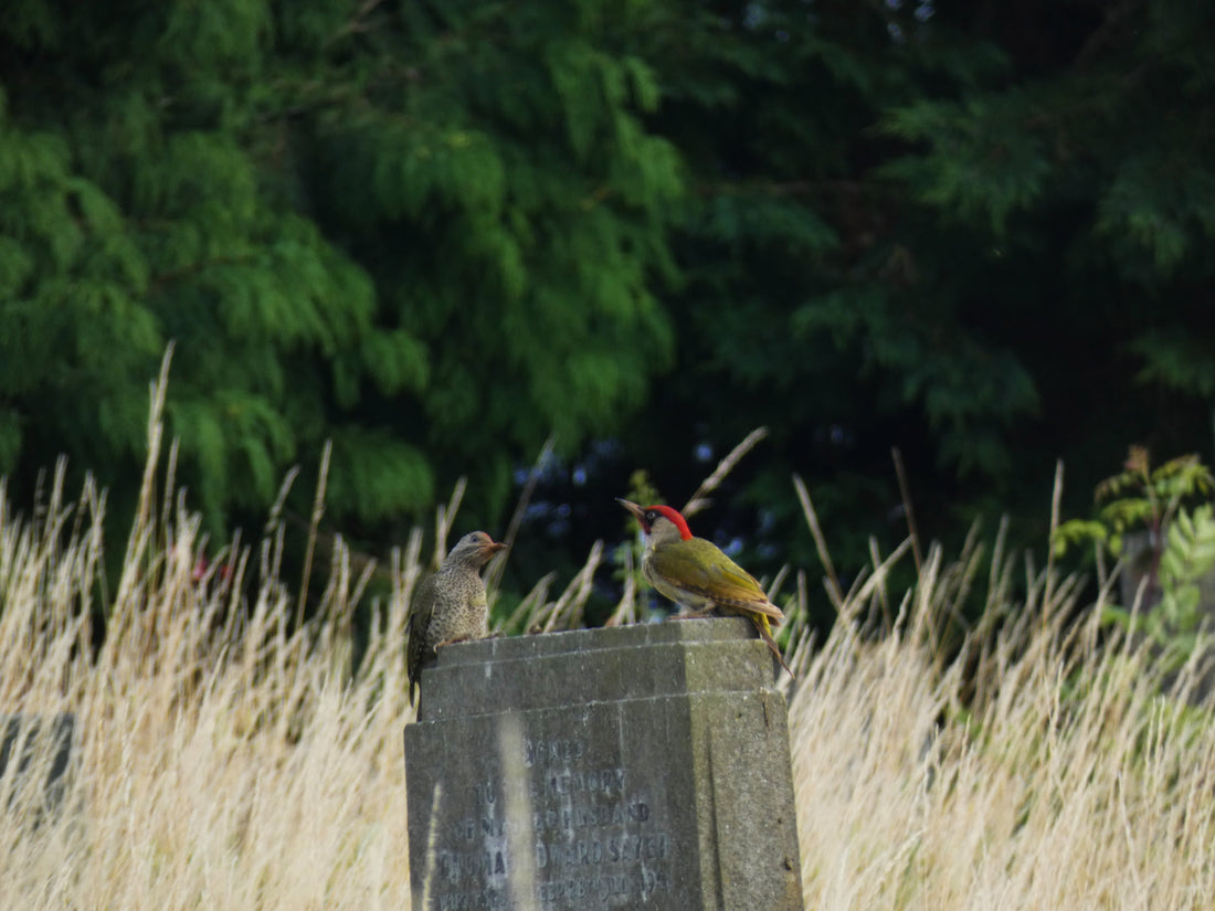 Why I Watch Birds