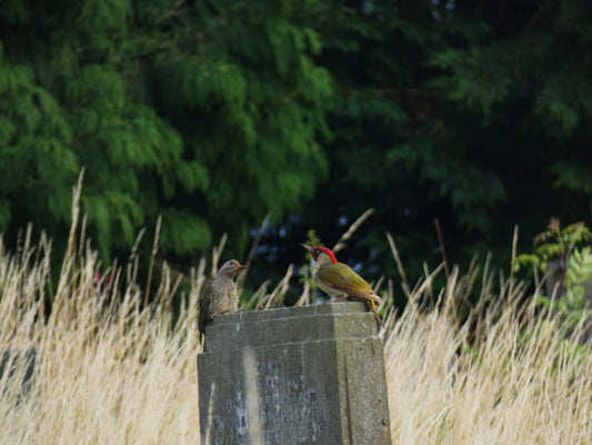 Why I Watch Birds